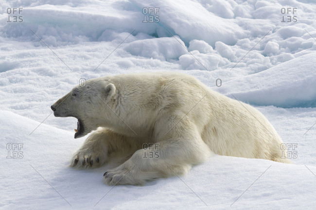 Norway, Svalbard. Yawning polar bear on sea ice.