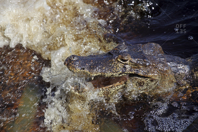 South America, Brazil, Pantanal. Caiman resting with open jaws as the river flows by, waiting for a fish to tumbling into it\'s mouth.