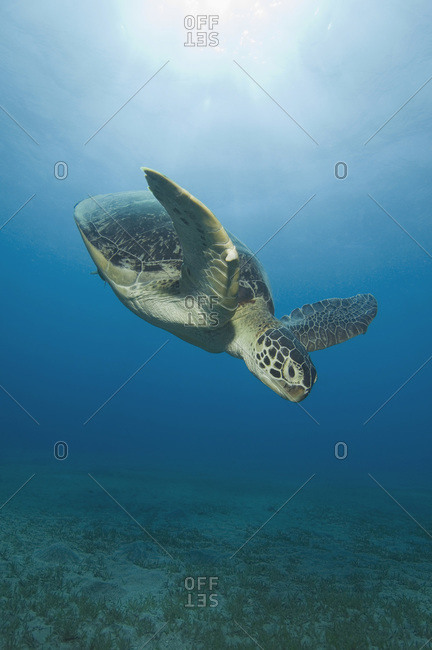 Egypt, Red Sea, Green sea turtle (Chelonia mydas)