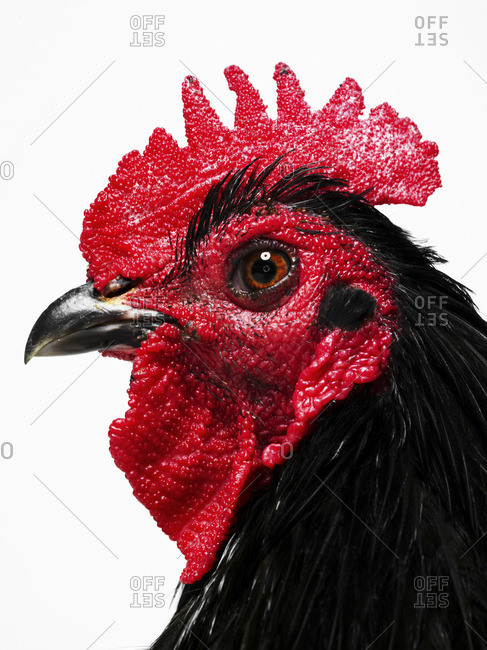 Side-view of rooster isolated on white background