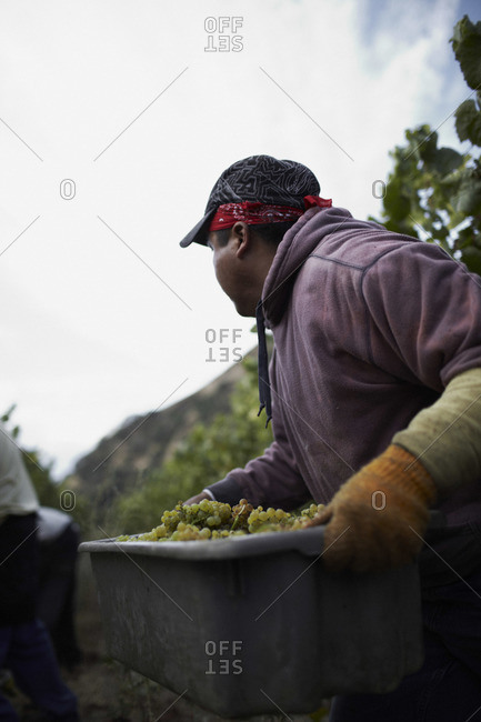 Grape harvest at a vineyard in Napa, California