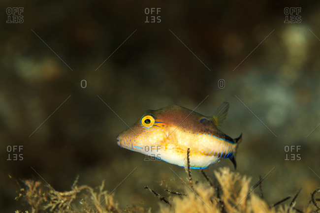Portrait of a colorful fish