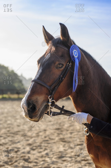 Horse wearing blue ribbon