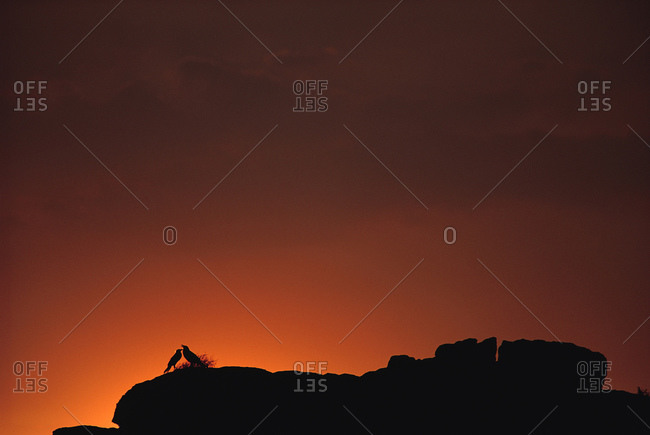 Silhouette of birds on rock formation