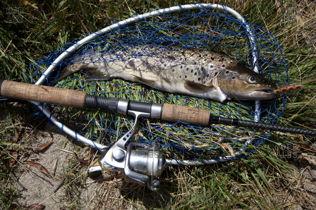 Freshly caught brown trout in net beside fishing rod