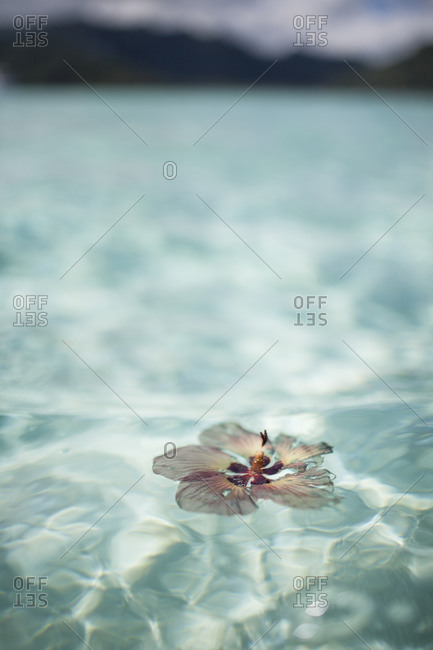 Flower floating in clear ocean water