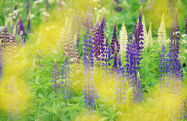 Colorful lupinus flowers