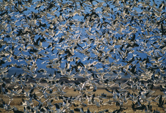 Flock of birds flying above field