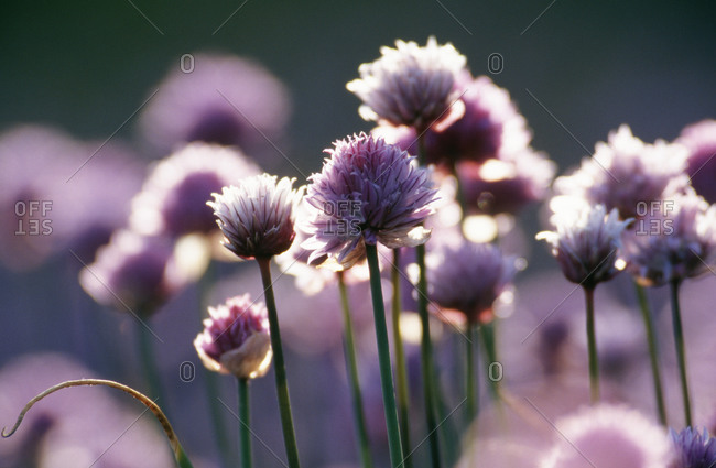 Purple flowers of chives