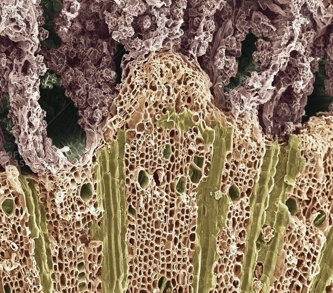 Magnification view of wood under a Color scanning electron micrograph showing the phloem vessels (dark green holes) and xylem tissue (lower frame)