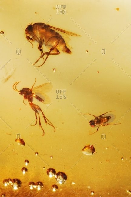 Insects fossilized in amber.