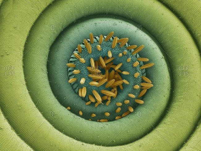 Moth proboscis under a Color scanning electron micrograph