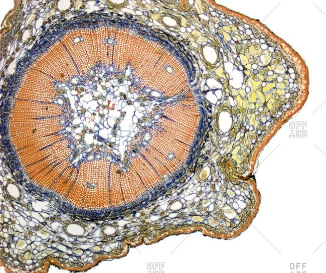 Light micrograph of a section through a one year old primary pine stem (Pinus sp.).