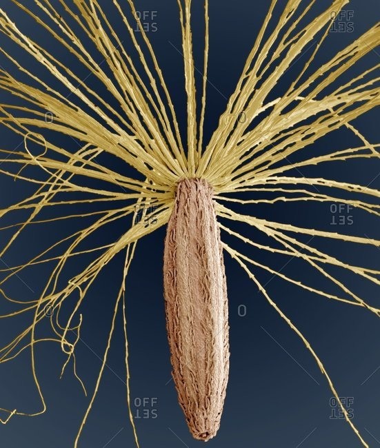 Smooth hawksbeard (Crepis capillaris) seed under a Color scanning electron micrograph.