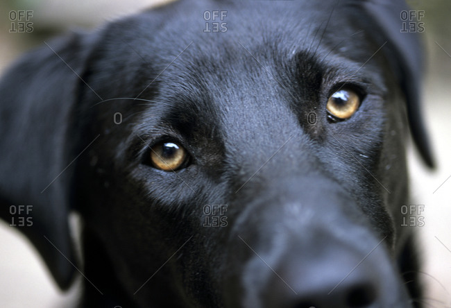 Close view of a black lab\'s face