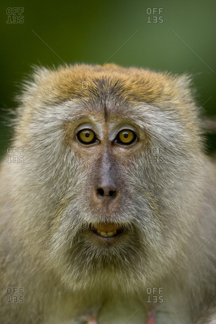 A young male Long-tailed Macaque (Macaca fascicularis) in the wild