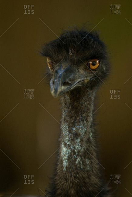 An emu stands alert