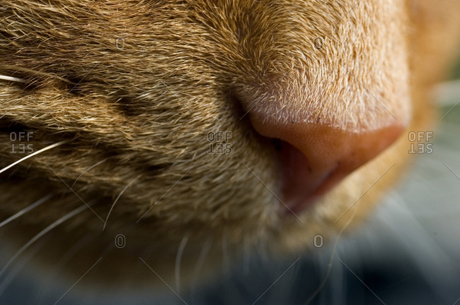 Close view of a cat\'s nose
