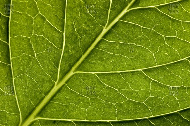Close view of a hydrangea leaf