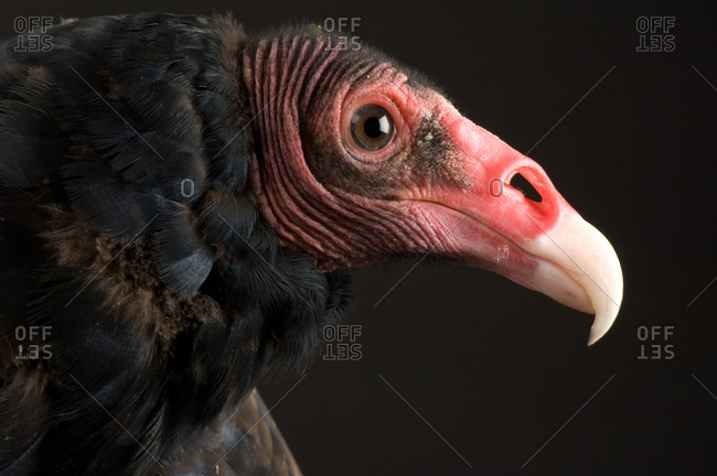 A portrait of a turkey vulture (Cathartes aura)
