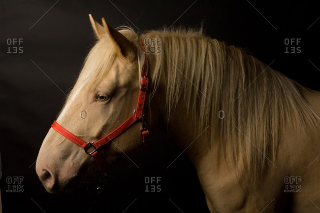 An American cream draft horse, a rare breed