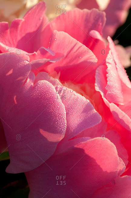 Close up of pink flower in garden