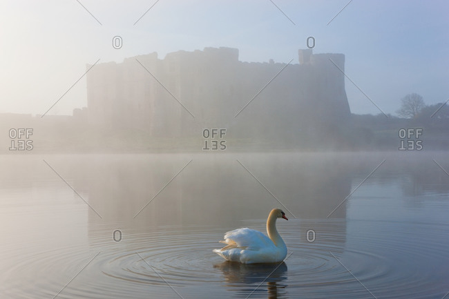 Swan floating on millpond of  Carew Castle in Pembrokeshire Coast National Park, Wales
