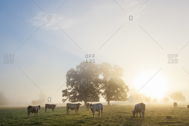 Cows standing on the field at sunrise, in Usk Valley, South Wales