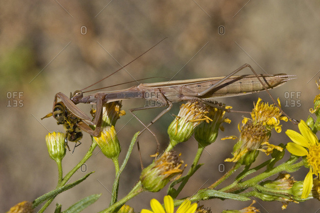 Praying Mantis (Mantis religiosa), close-up