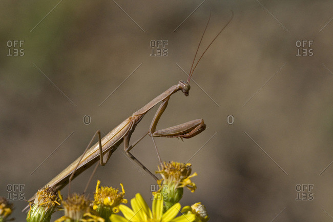 Praying Mantis (Mantis religiosa), close-up