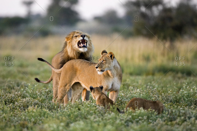 Africa, Botswana, African Lion (Panthera leo) Lioness (Panthera leo) and cubs
