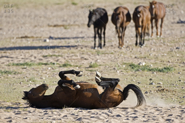 Africa, Namibia, Aus, Horse lying in dirt, scratching back