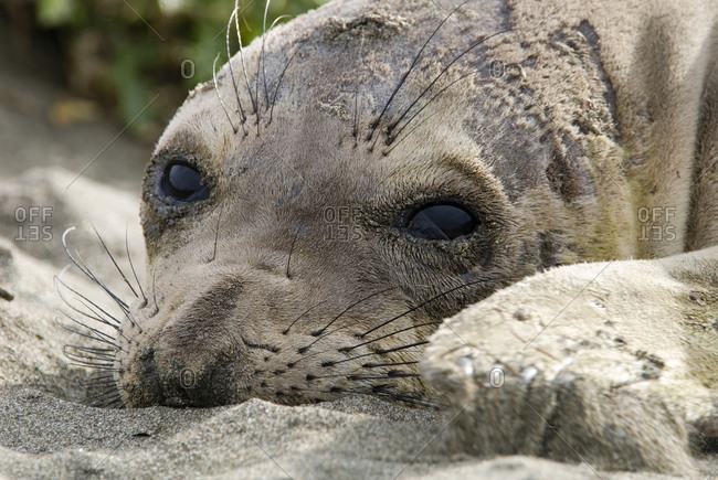 Elephant Seal (Mirounga angustirostris) relaxing on the beach