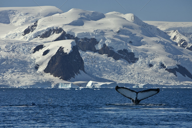 Humpback whale shows its fluke, Paradise Bay, Antarctica