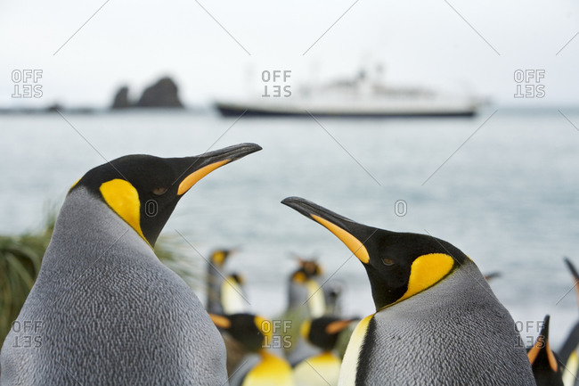 King penguinsand expedition ship, Gold Harbor, South Georgia
