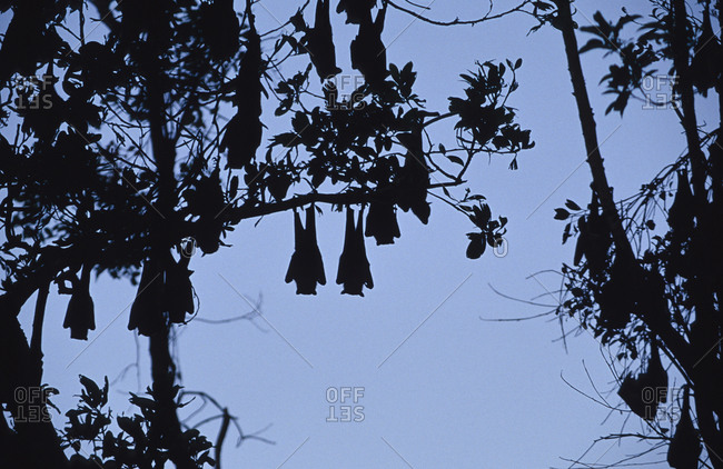 Vulnerable Spectacled Flying Fox Bats, silhouette against a night sky.