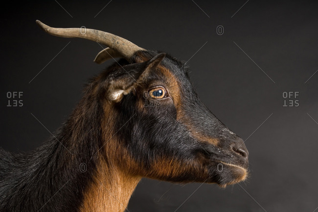 A San Clemente Island goat (Capra hircus hircus), a rare breed.