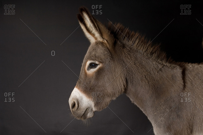 A miniature donkey (Equus asinus asinus), a rare breed.