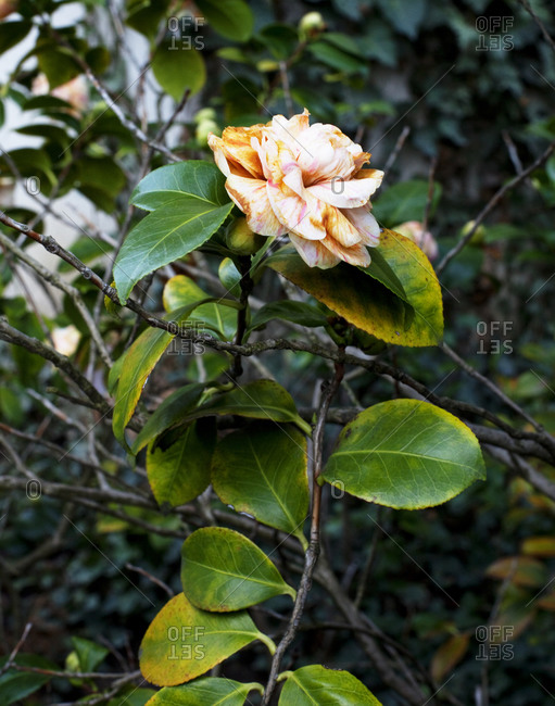 A single parted rose in a bush