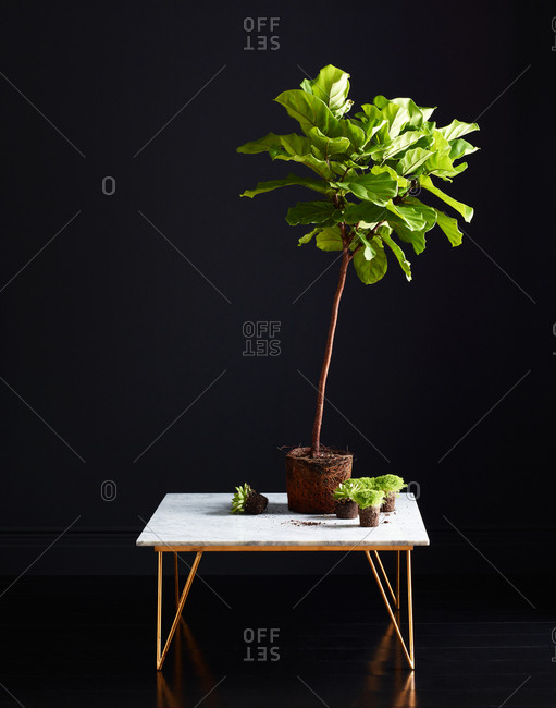 Indoor plants on a small table