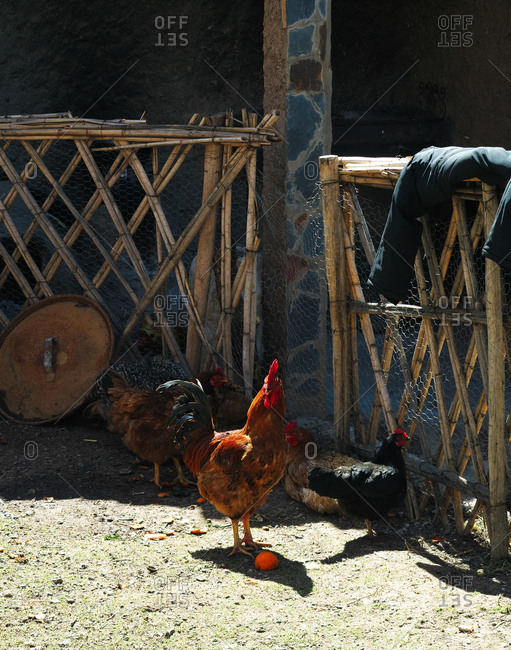 Rooster and hen in the pen