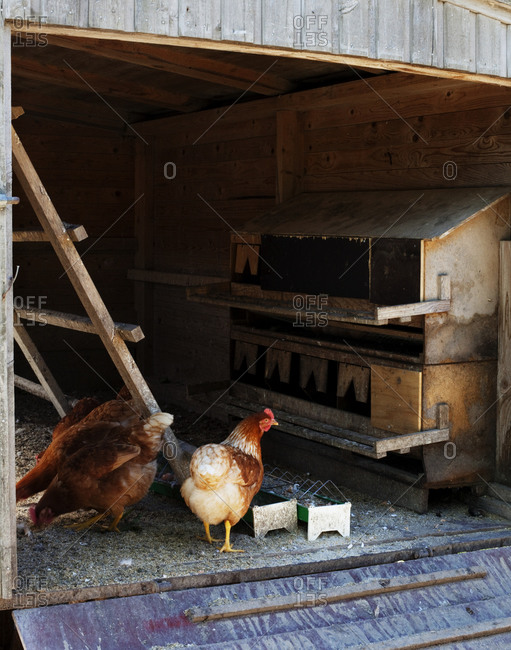 Chickens eating in a hen house