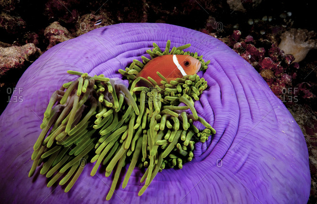 Maldives Anemonefish (Amphiprion Nigripes) Snuggles In The Protective Tentacles Of A Magnificent Anemone