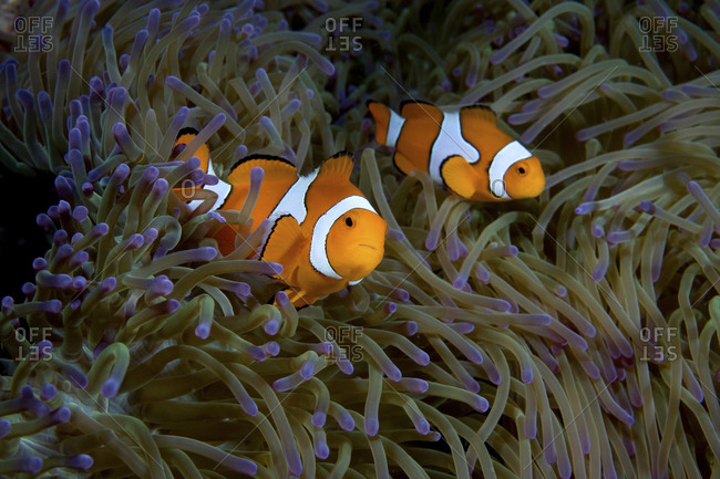 A Pair Of False Clown Anemonefish, Amphiprion Ocellaris,  Amid The Purple Tipped Tentacles Of A Gigantic Sea Anemone, Stichodactyla Gigantea, Papua New Guinea