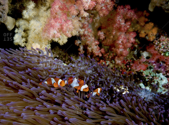 False Clown Anemonefish (Amphiprion Ocellaris) In An Anemone, Flabacet Region, Indonesia