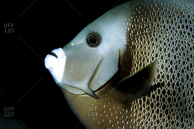 Close-up Of A Gray Angelfish, Pomacanthus Arcuatus, Key Largo, Florida