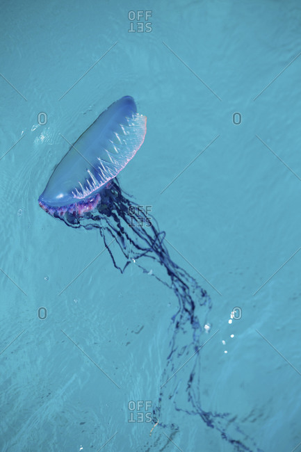 Man Of War, Also Known As Portuguese Man Of War (Physalia Physalis)
