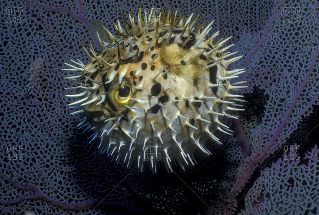 Pufferfish, Including This Balloonfish, Inflate To Make Themselves Seem Larger And More Intimidating To Predators