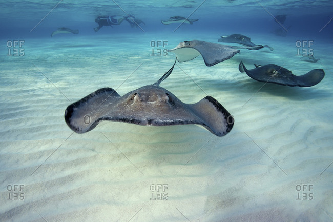 Southern Stingrays, Dasyatis Americana, Glide Over The Sand In Search Of Buried Crustaceans, Dive Site Known As \