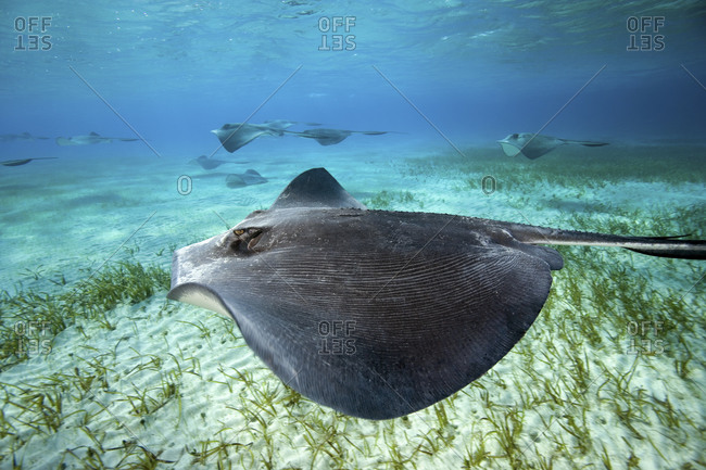 Southern Stingrays, Dasyatis Americana, Glide Over The Sand In Search Of Buried Crustaceans, Dive Site Known As \